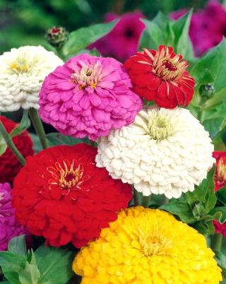 Suurikukkainen sinnia "Super Yoga" - 120 siementä - Zinnia elegans dahliaeflora - siemenet