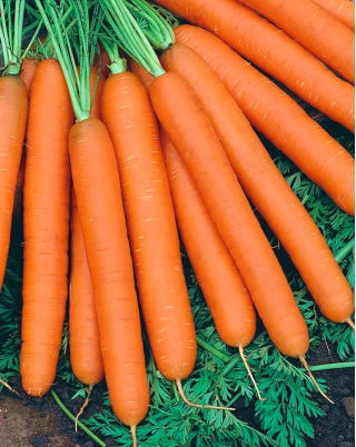 Havuç "Maestro F1" - geç çeşitlilik - Daucus carota - tohumlar