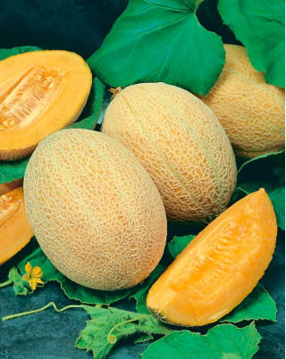 Melone 'Junior' - dichter, orange, aromatischer Fruchtfleisch