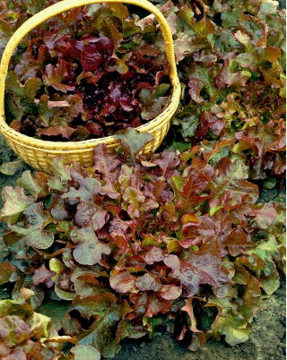 BIO Sla - Foliosa - Red Salad Bowl - 518 zaden - Lactuca sativa var. foliosa