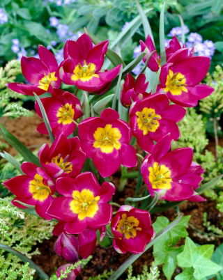 Tulip Pulchella Odalisque - large package! - 50 pcs