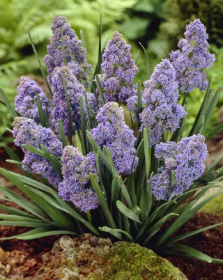 Grape hyacinth Muscari Fantasy Creation - large package! - 100 pcs