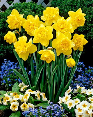수선화 Dick Wilden - 수선화 Dick Wilden - 5 개의 알뿌리 - Narcissus