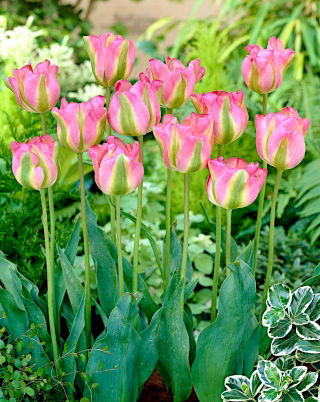 Tulip 'Groenland' - large package - 50 pcs