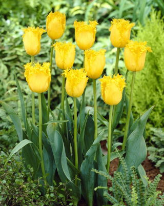 Tulipan 'Hamilton' - stor pakke - 50 stk.