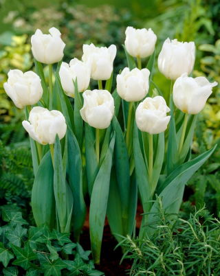 Tulip Mondial - large pack! - 50 pcs