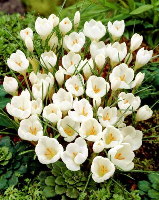 Crocus Miss Vain – large pack! – 200 pcs