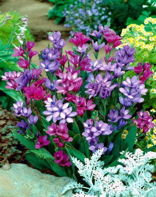Babiana - mix di colori - confezione grande! - 100 pezzi