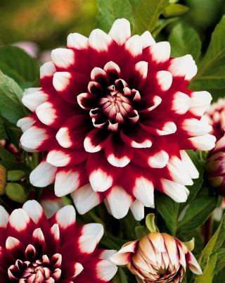 Dahlia - Duet - XL pakket! - 50 stuks - 