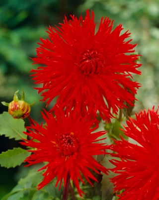 Dahlia - Apache