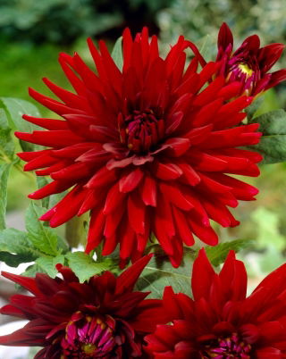 Dalia - Amore ardente