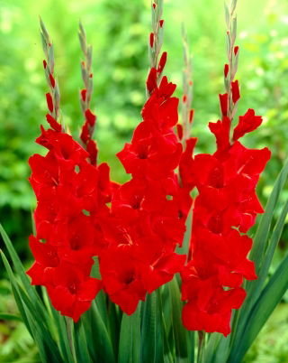 Gladiolus Oscar - groot pak! - 50 stuks - 
