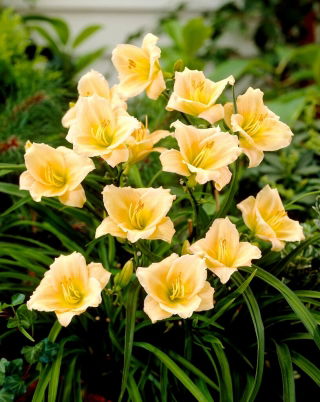 Mini Pearl daylily - nagy csomag! - 10 db.