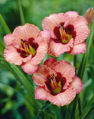 Orchid Candy daylily