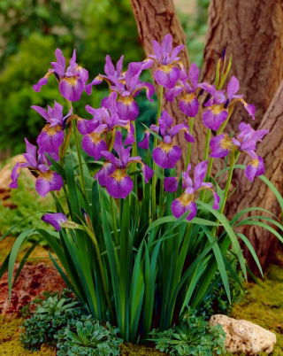 Glittrande Rose Siberian iris, Sibirisk flagga