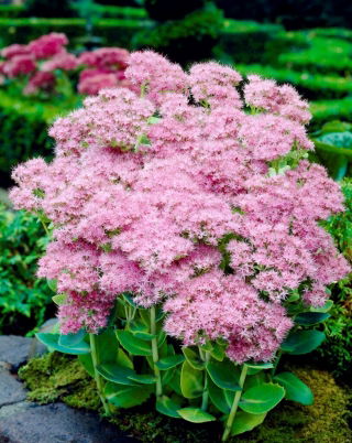 Rozchodník brilantný - Sedum - semiačka - veľké balenie! - 10 ks