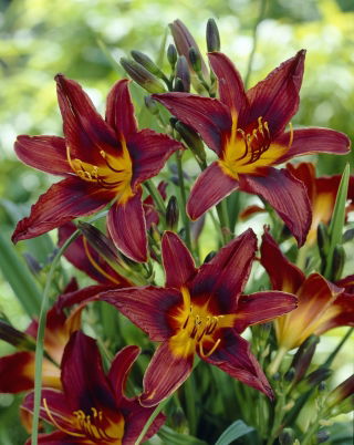 Black Prince daylily - large package! - 10 pcs