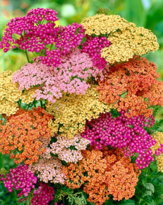 Common yarrow - colour mix