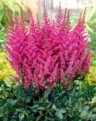 Maggie Daley false goat's beard - pink flowers - large package! - 10 pcs