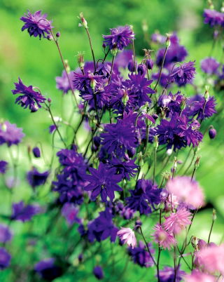 Aquilegia, Columbine, Granny's Bonnet Blue Barlow - stort paket! - 10 st