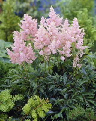 Astilbe "Erica" - blekrosa; falsk spirea - stort paket! - 10 st - 