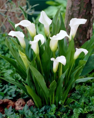 Captain Fresco bog arum Calla - large package! - 10 pcs