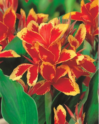 Canna Lucifer - Pack XL - 50 uds