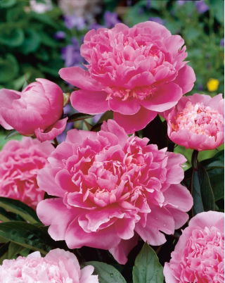Paeonia, Pfingstrose Edulis Superba - große Packung! - 10 Stk