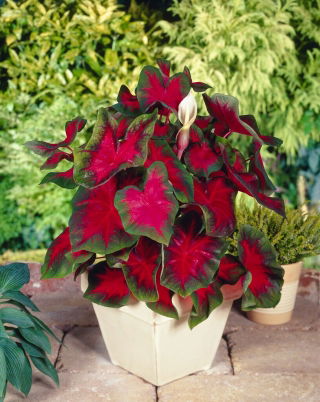 Caladium - Cardinal - rózsaszín-zöld; elefántfül, Jézus szíve, angyalszárnyak - nagy csomag! - 10 db.