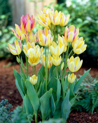 Antoinette tulip - 5 pcs