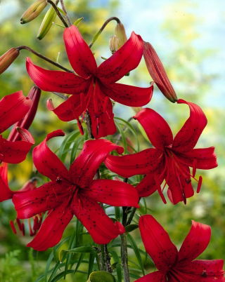 Red Velvet tiger lily - large package! - 10 pcs