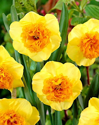 Modern Art narcis - XXXL pak 250 st - 