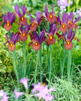 Iris hollandica Eye of the Tiger - XXXL förpackning - 500 st