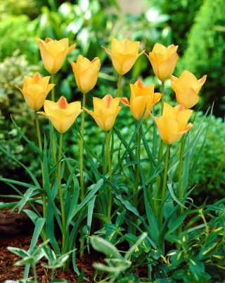 Charm in Bronzo Tulipano Foglia di Lino, Tulipano Bokhara - XXXL conf. 250 pz