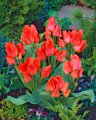 Tulipa Toronto - Tulipa Toronto - XXXL pack de 250 uds