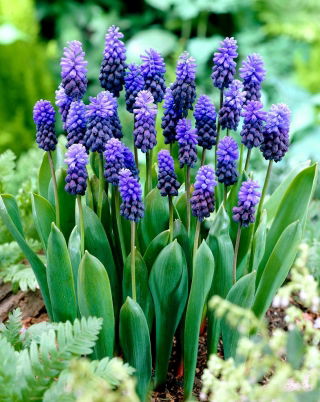 Muscari latifolium - Uva Giacinto latifolium - Confezione XXXL - 500 pz