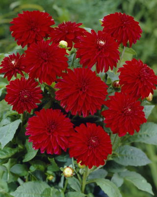 Dahlia - Melody Mambo - GIGA Pack! - 50 pcs
