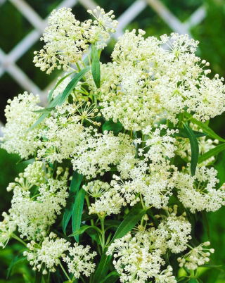 Tropical milkweed - Ice Ballet - seedling