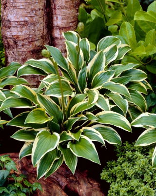 Queen Josephine hosta, weegbree lelie - XL pak - 50 st - 