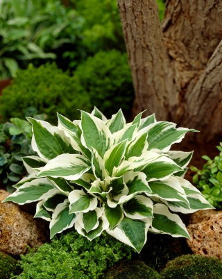 Hosta 'Patriot'; Spitzwegerich, Giboshi - große Packung! - 10 Stk - 