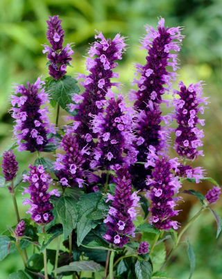 Agastache - Black Adder - Large Pack! - 10 pcs.