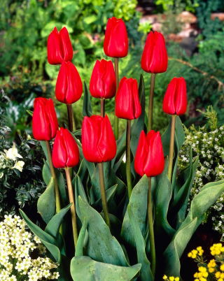 Tulip - Bastogne - GIGA Pack! - 250 pcs