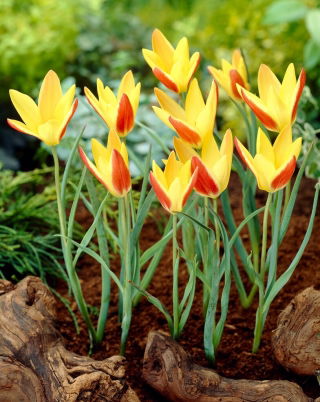 Tulipe - Tinka - 5 pcs