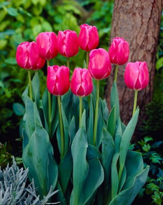 Tulip - Carola - 5 pcs