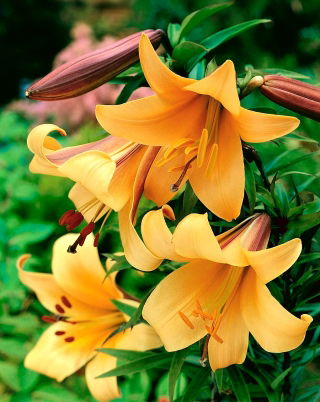 Trumpet Lily - African Queen - GIGA Pack! - 50 pcs.