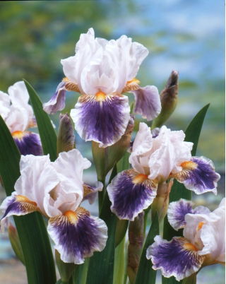 Iris 'American Patriot' - Large Pack! - 10 pcs.