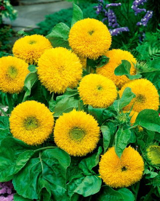 Sunflower - Teddy Bear - Helianthus annuus - 1 kg - Suitable for Landscaping, Farming & Large-Scale Sowing - Fresh Seeds