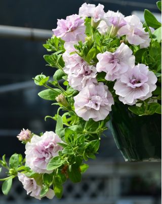 Petunia gefüllte Duo F1 Samen - Petunia multiflora fl.pl. - 10 Samen