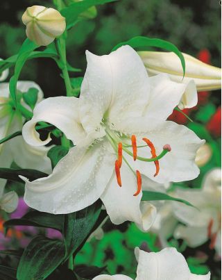 Baumlilie Lilium Pretty Women