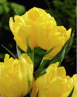 Tulipa Monte Carlo - Tulipán Monte Carlo - 5 květinové cibule